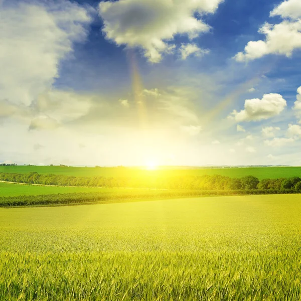 Belo pôr do sol no campo de trigo — Fotografia de Stock