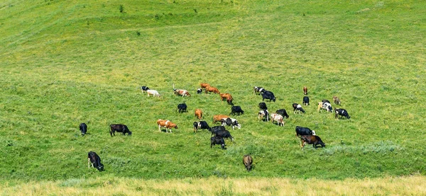 Herd of cows grazes on green spring pasture. — Stock Photo, Image