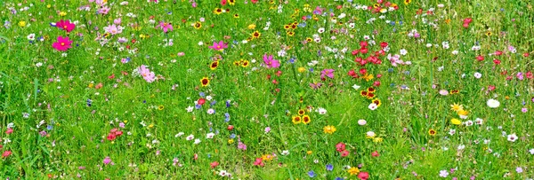 Szerokie tło różnorodności dzikich kwiatów. — Zdjęcie stockowe