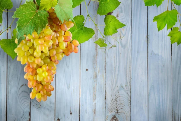 Grappolo appeso uva con foglie verdi contro la luce di sfondo — Foto Stock