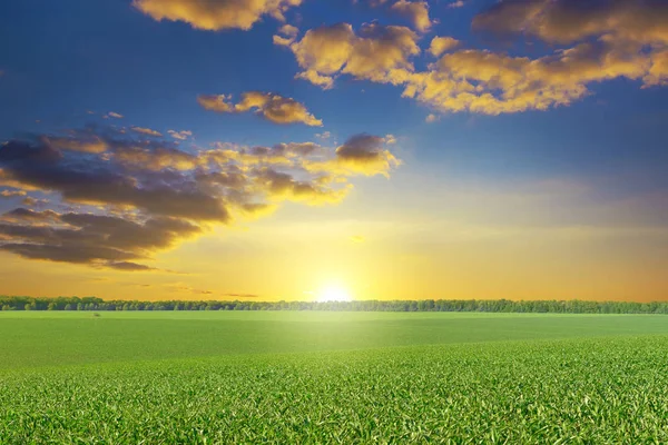 Epic brillante amanecer sobre campo de maíz . — Foto de Stock