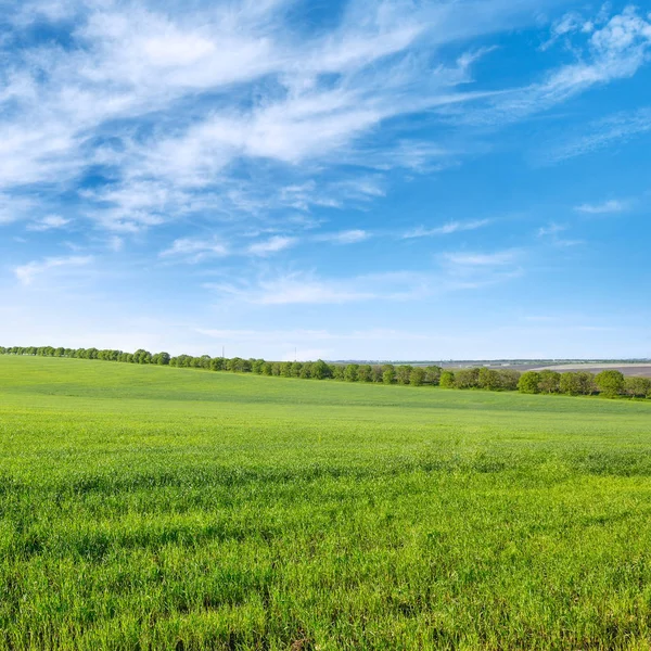 Yeşil buğday tarlası ve beyaz bulutlu mavi gökyüzü. — Stok fotoğraf