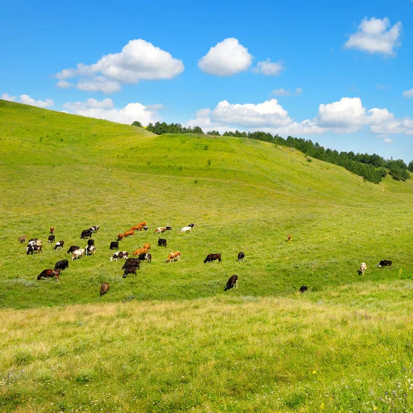 Pequeno rebanho de vacas em declive de colina pitoresca com grama verde — Fotografia de Stock