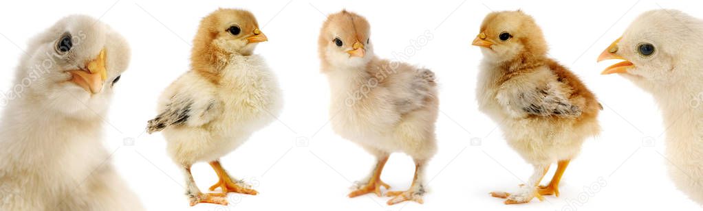 Collection cute furry chicks isolated on white
