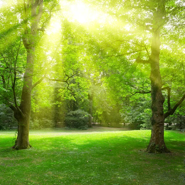Sunlight through leaves trees in summer park.