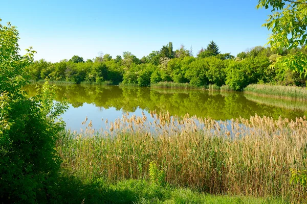 Schilderachtige Meer Bedekt Met Riet Bossen Aan Kust — Stockfoto