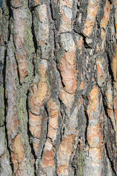 Textur Tall Bark Naturlig Bakgrund — Stockfoto