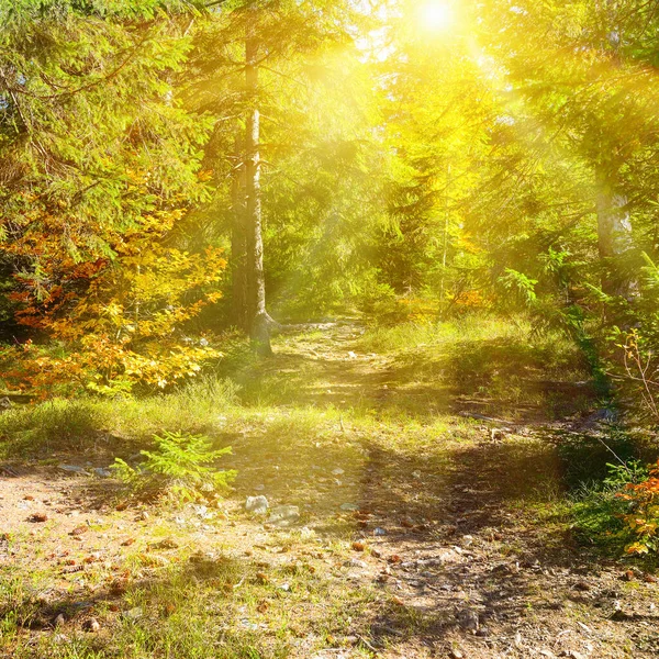 Sun Rays Illuminate Beautiful Autumn Forest — Stock Photo, Image