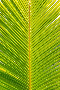 Arkaplan yeşili Hindistan cevizi palmiyesi.