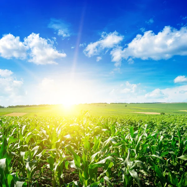 Salida Del Sol Sobre Campo Maíz Verano — Foto de Stock