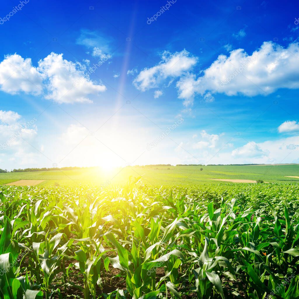 Sunrise over summer corn field.