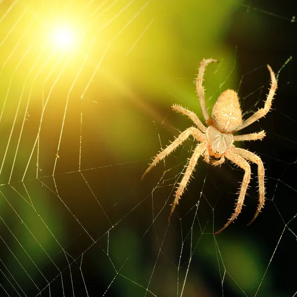 Big Brown Spider Rays Setting Sun — Stock Photo, Image