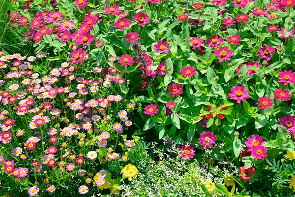 Πολύχρωμα Λουλούδια Στον Καλοκαιρινό Κήπο — Φωτογραφία Αρχείου