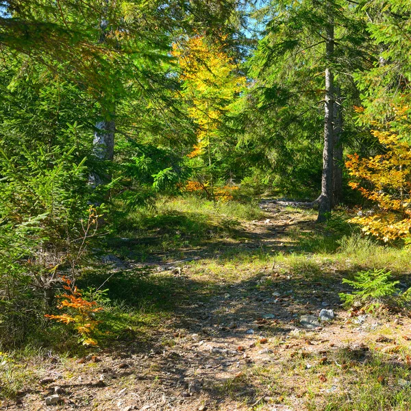 Coniferous Deciduous Trees Bright Autumn Forest Fall Landscape — Stock Photo, Image