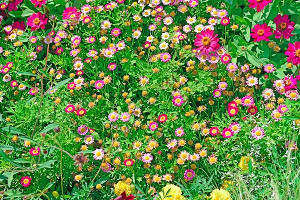 Sfondo Fresco Fiori Estivi Aiuola Sullo Sfondo Floreale — Foto Stock