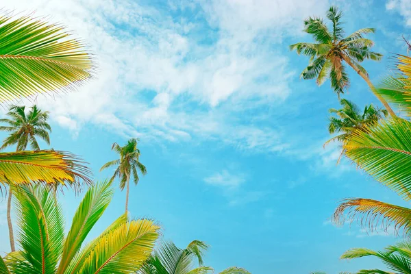 Coconut Palm Trees Sky Bottom View — Stock Photo, Image