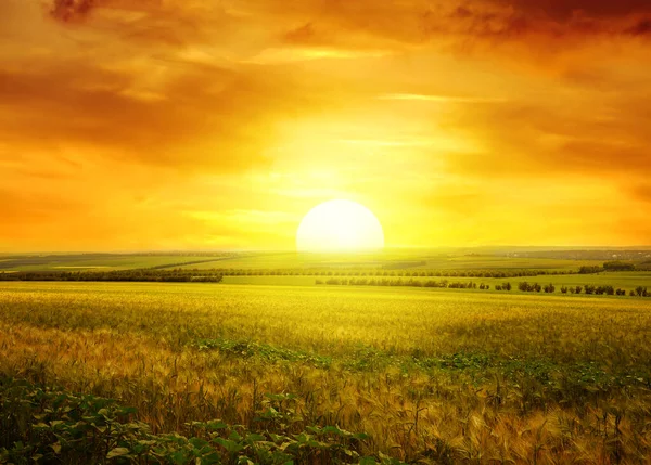 Goldener Sonnenuntergang Über Dem Weizenfeld — Stockfoto