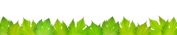 Fresh Grape Leaves Isolated White Background — Stock Photo, Image