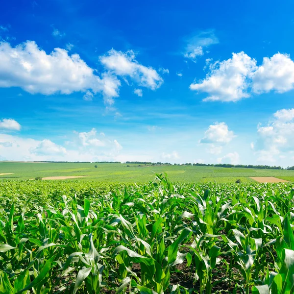 Champ Maïs Frais Avec Jeunes Plantes Ciel Bleu Vif — Photo