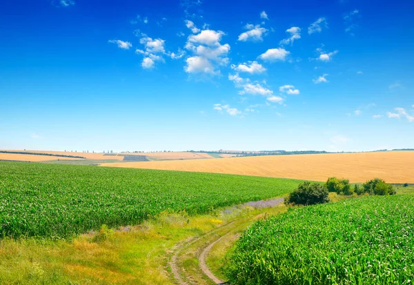 Céu Azul Sobre Campo Milho Estrada Campo — Fotografia de Stock