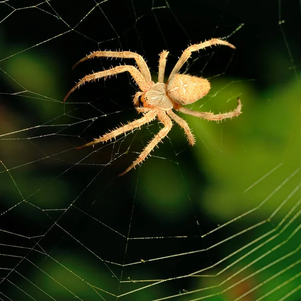 Velký Hnědý Pavouk Pavučině — Stock fotografie