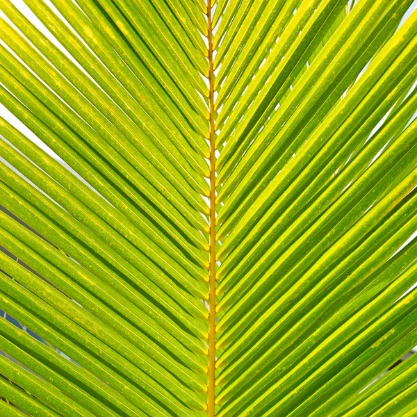 Coconut Palm Leaves Floral Pattern Background — Stock Photo, Image