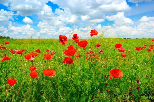 Bright Delicate Flowers Wild Poppies Spring Meadow Bright Blue Sky — Stock Photo, Image