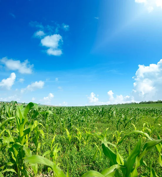 Strahlende Sommersonne Über Grünem Maisfeld Freiraum Für Text — Stockfoto