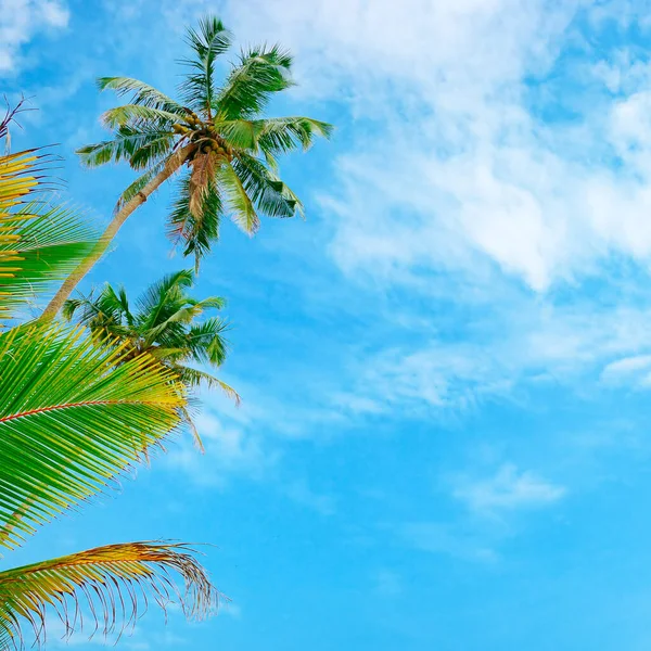 Coconut Palm Trees Sky Bottom View — Stock Photo, Image