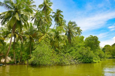 Tropikal bir nehrin sakin manzarası ve parlak mavi gökyüzünün altında yüksek palmiye ağaçlarından oluşan bir orman. Canlı yeşillik ve berrak gökyüzü bir tatil ve kaçış hissi uyandırıyor. Çerçeve yönelimi yatay ve nesneler izole değil.