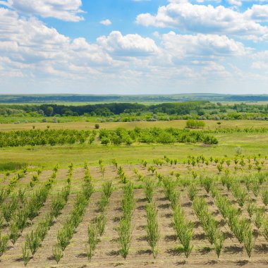 Genç bahar kiraz bahçesi ve güzel mavi gökyüzü ile beyaz bulutlar.