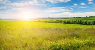 Parlak mavi gökyüzünün altında yuvarlanan yeşil tarlalardan ve uzak ağaçlardan oluşan güzel bir manzara. Güneşin altın ışığı sahnenin üzerine sıcak bir parıltı saçarak huzurlu ve huzurlu bir atmosfer yaratır. Çerçeve yatay ve nesneler izole değil