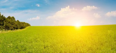 Uçsuz bucaksız, mavi gökyüzü olan yeşil bir arazinin güzel panoramik manzarası. Parlak bir gündoğumu ya da gün batımı sahnenin üzerine altın bir parıltı saçarak huzurlu ve huzurlu bir atmosfer yaratır. Çerçeve yatay ve nesneler izole değil.