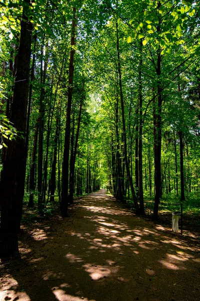 Prašná Stezka Borovém Letním Lese — Stock fotografie