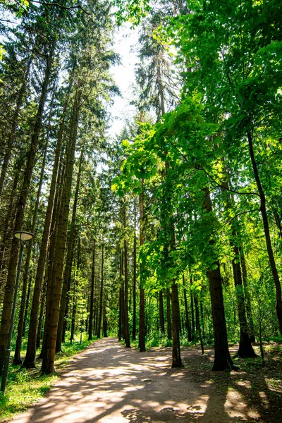 Dirt Path Pine Summer Forest — Stock Photo, Image