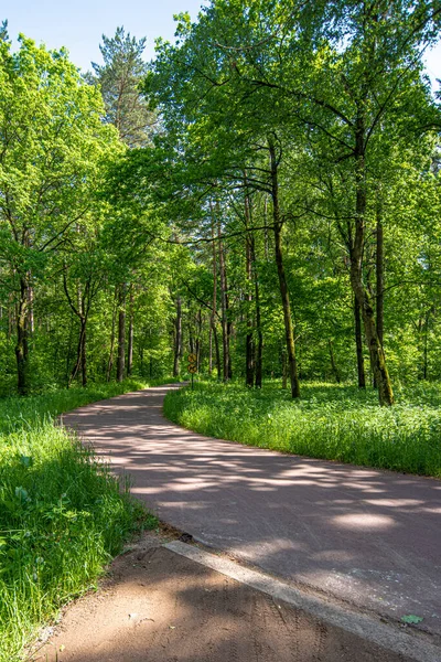 Çam Ormanındaki Toprak Yol — Stok fotoğraf