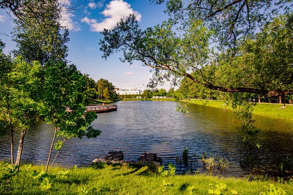 夏の森の池 — ストック写真