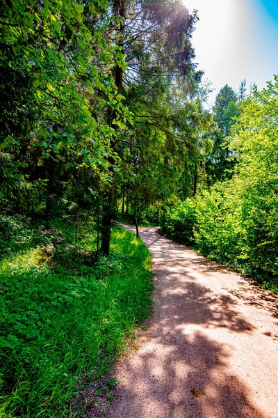 Dirt Path Pine Summer Forest — Stock Photo, Image