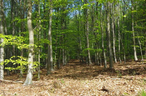 Floresta Montmorency Perto Paris França Europa — Fotografia de Stock