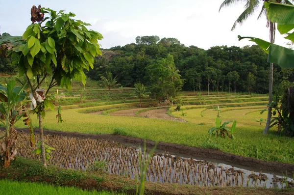 Risfält Puerba Vulkanen Java Island Indonesien — Stockfoto