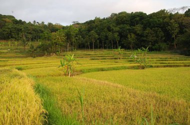 Endonezya'da Java adasında Puerba yanardağı pirinç tarlaları