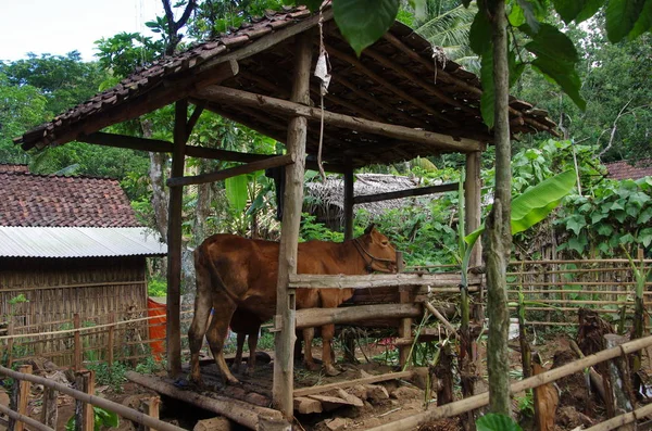Traditionelles Dorf Auf Der Java Insel Indonesien — Stockfoto