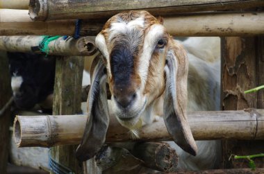 Endonezya 'daki Java adasında keçi