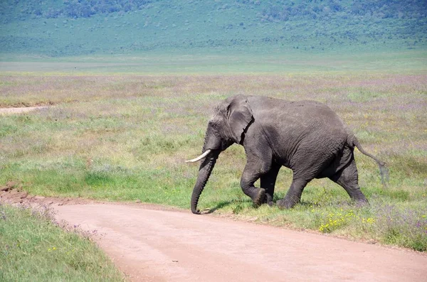 Elefánt Ngorongoro Kráter Tanzániában — Stock Fotó