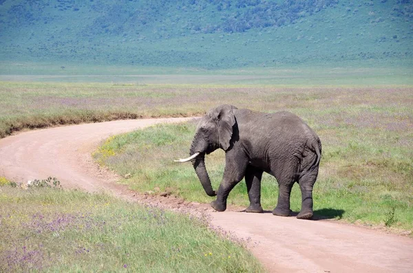 Elefánt Ngorongoro Kráter Tanzániában — Stock Fotó