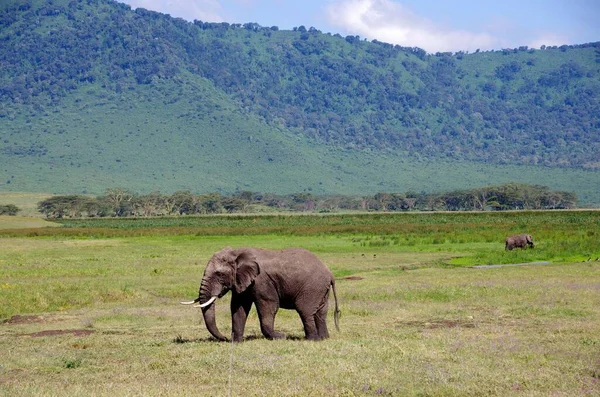 Elefánt Ngorongoro Kráter Tanzániában — Stock Fotó