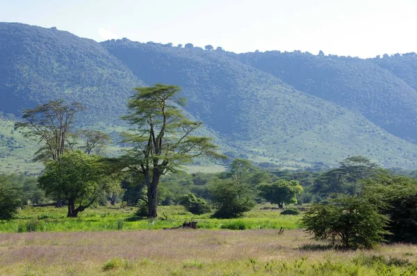 Krajobraz Kraterze Ngorongoro Tanzanii — Zdjęcie stockowe