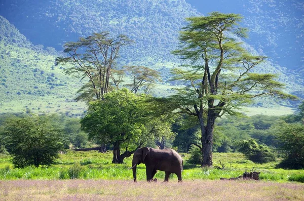 Tanzanya Daki Ngorongoro Kraterindeki Manzara — Stok fotoğraf