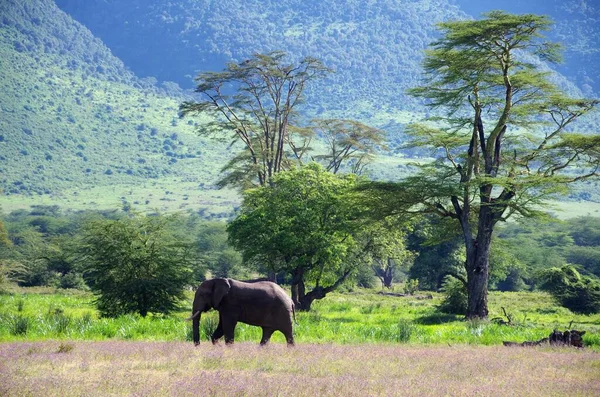 Paisaje Cráter Ngorongoro Tanzania — Foto de Stock