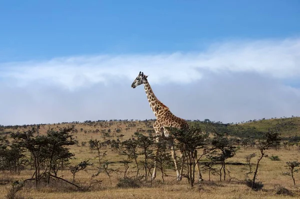 Zsiráf Tanzániai Serengeti Parkban — Stock Fotó